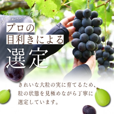 シャインマスカット 約1.4kg (2房)【2026年発送】茨城県産フルーツ 人気のぶどう