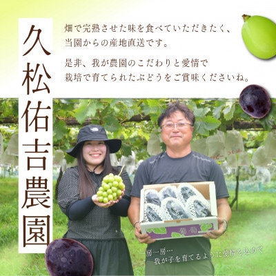 シャインマスカット 約1.4kg (2房)【2026年発送】茨城県産フルーツ 人気のぶどう
