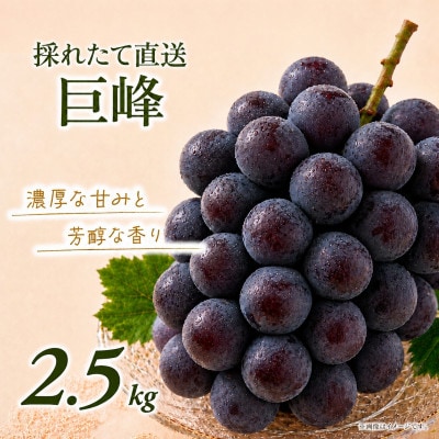 訳あり 巨峰 約2.5kg【2026年発送】茨城県産フルーツ 人気のぶどう