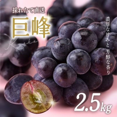 訳あり 巨峰 約2.5kg【2026年発送】茨城県産フルーツ 人気のぶどう