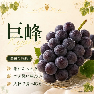 訳あり 巨峰 約2.5kg【2026年発送】茨城県産フルーツ 人気のぶどう