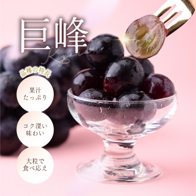 訳あり 巨峰 約2.5kg【2026年発送】茨城県産フルーツ 人気のぶどう