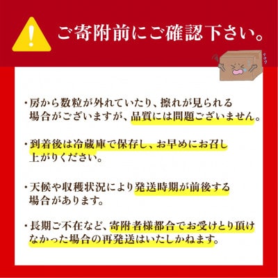 訳あり 巨峰 約2.5kg【2026年発送】茨城県産フルーツ 人気のぶどう
