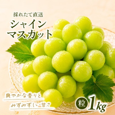 【訳あり】シャインマスカット粒　約1kg【2026年発送】茨城県産フルーツ 人気のぶどう