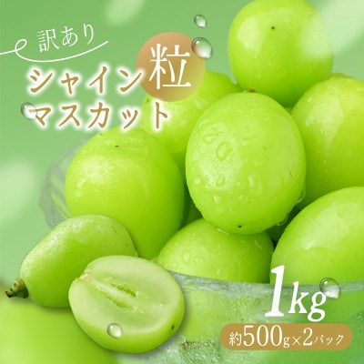 【訳あり】シャインマスカット粒　約1kg【2026年発送】茨城県産フルーツ 人気のぶどう
