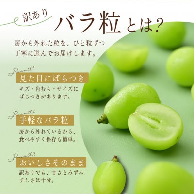 【訳あり】シャインマスカット粒　約1kg【2026年発送】茨城県産フルーツ 人気のぶどう