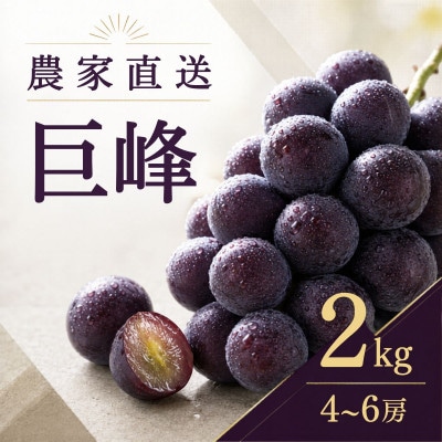 農家直送 巨峰 4～6房 2kg 種あり【2026年発送】茨城県 かすみがうら市