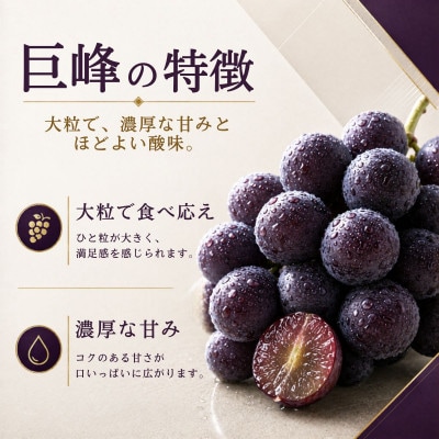 農家直送 巨峰 4～6房 2kg 種あり【2026年発送】茨城県 かすみがうら市