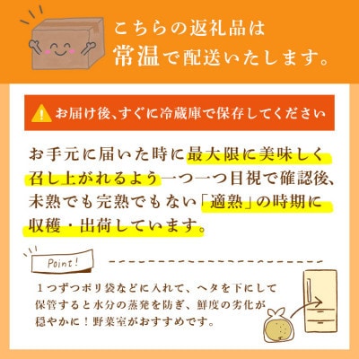 新高 梨 5kg 8～12玉 予約受付 梨 なし 甘い かすみがうら市