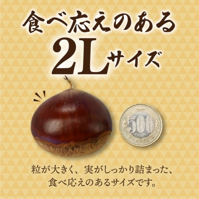 千代田のこだわり生栗 2kg 和栗 2Lサイズ | 茨城県 かすみがうら市