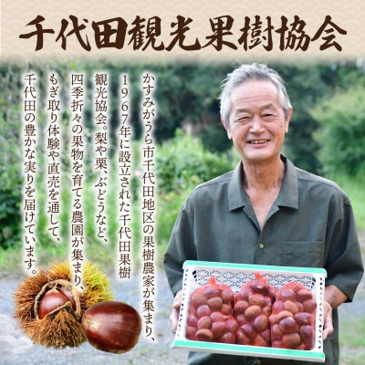 千代田のこだわり生栗 2kg 和栗 2Lサイズ | 茨城県 かすみがうら市