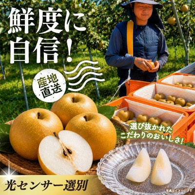 【8月上旬より順次発送予定】茨城県かすみがうら市産梨　品種おまかせ 約10kg