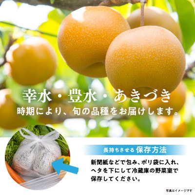 【8月上旬より順次発送予定】茨城県かすみがうら市産梨　品種おまかせ 約10kg