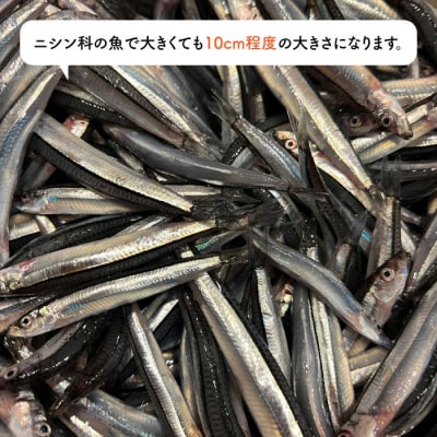 きびなごジャーキー40g×3袋 糸島市/株式会社コバヤシ【coco.kina[ASL009]