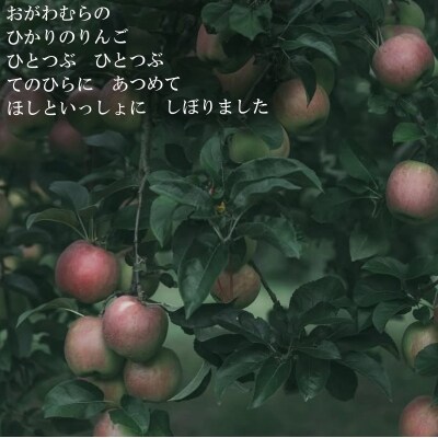 リンゴのシードル2本セット*269