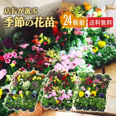 季節の花苗24セット【価格改定】