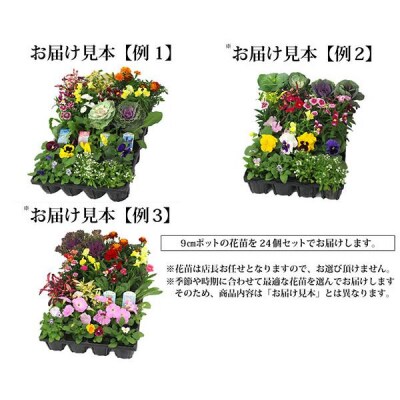 季節の花苗24セット【価格改定】