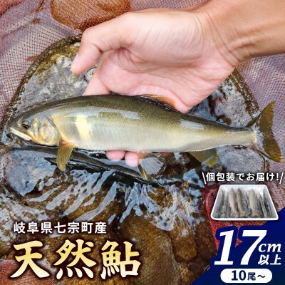 岐阜県産 天然鮎 10尾以上 (17cm以上) 冷凍 鮎 あゆ アユ 直送 天然 魚 川魚 辰美屋