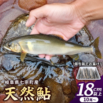 岐阜県産 天然鮎 10尾以上 (18cm以上) 冷凍 鮎 あゆ アユ 直送 天然 魚 川魚 辰美屋