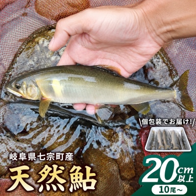 岐阜県産 天然鮎 10尾以上 (20cm以上) 冷凍 鮎 あゆ アユ 直送 天然 魚 川魚 辰美屋