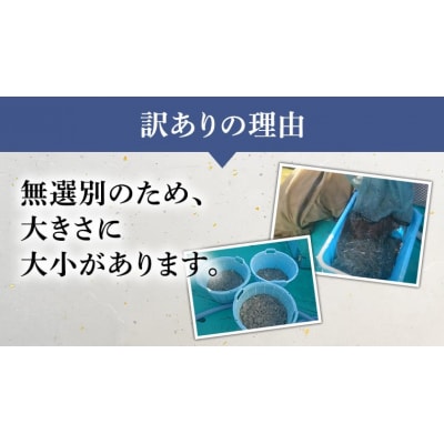 【訳あり】冷凍 生しらす 約1kg 新鮮 小分け 国産 刺身 真空パック凍眠 [AU131ya]