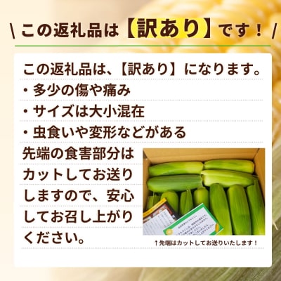 【先行受付】6月中旬以降発送【訳あり】深夜採り とうもろこし ゴールドラッシュ 約6kg 数量限定