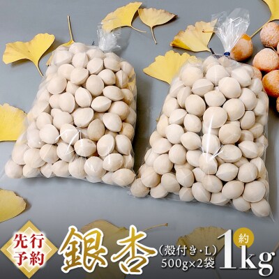 【先行受付】2026年10月上旬以降発送 銀杏 ぎんなん 約1kg [AX025ya]