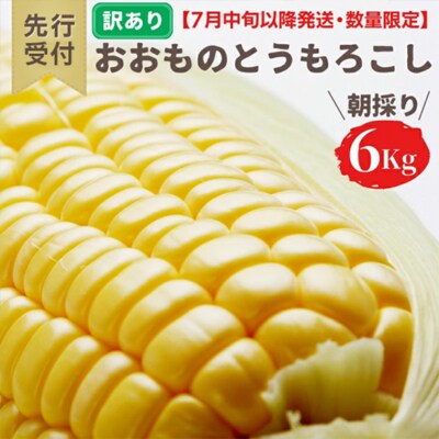 7月中旬以降発送 訳あり 朝採り とうもろこし おおもの 6kg 先行受付 [AX031ya]