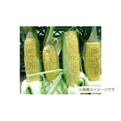 7月中旬以降発送 訳あり 朝採り とうもろこし おおもの 6kg 先行受付 [AX031ya]