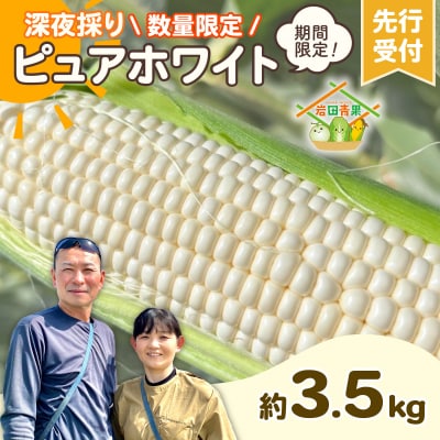 2027年7月上旬以降発送 深夜採りとうもろこし ピュアホワイト 約3.5kg AX059ya