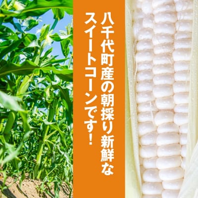 2026年6月下旬以降発送 朝採り 訳あり とうもろこし ピュアホワイト約6kg[AX061ya]