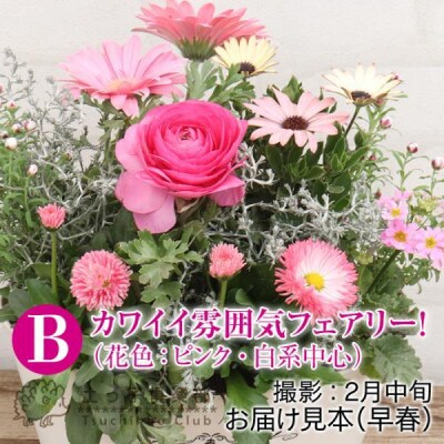 フェアリーな花苗セットB【価格改定】