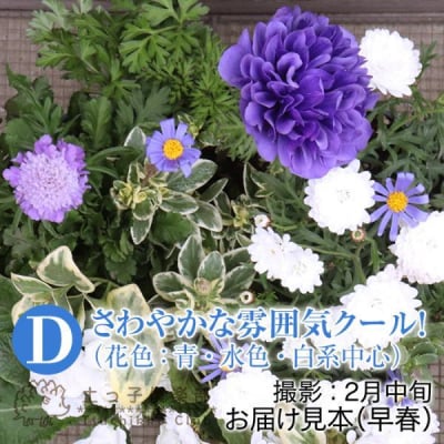 クールな花苗セットD【価格改定】