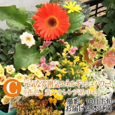 エネルギッシュな花苗セットC
