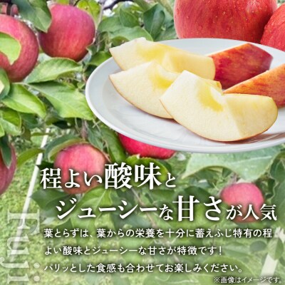 りんご【26年11月下旬～発送】葉とらずふじ【上級品】約3kg 先行受付|24_saf-050301