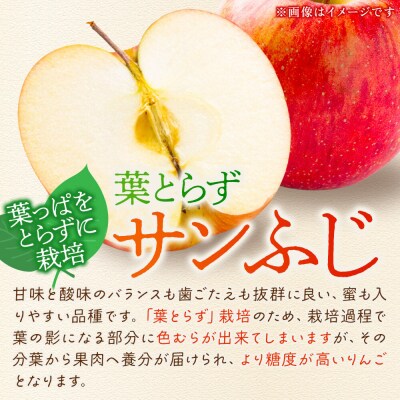 【26年12月発送】りんご 葉とらずサンふじ【特選】約10kg|24_tgn-111001