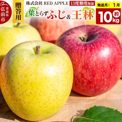 【27年1月上旬～発送】りんご【贈答用】葉とらずふじ&王林 約10kg|24_rap-051001n