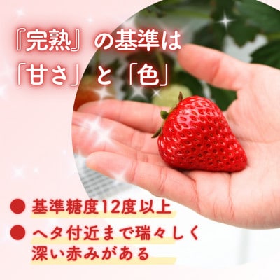 西粟倉村 完熟いちご 贈答用 400g