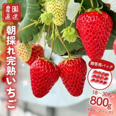 西粟倉村 完熟いちご 贈答用  2種 800g(400g×2パック) 食べ比べセット