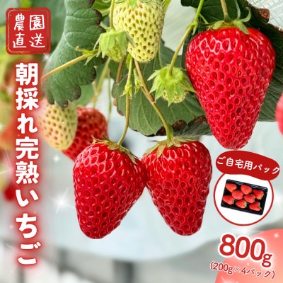 西粟倉村 完熟いちご 自宅用 800g(200g×4パック)