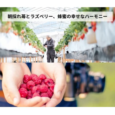 こびとジャム 3種セット(苺ラズベリー&贅沢バナナショコラ&クラシックマンゴー)