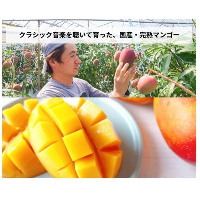 こびとジャム 3種セット(苺ラズベリー&贅沢バナナショコラ&クラシックマンゴー)