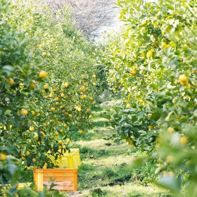 wafu レモンミード(蜂蜜のお酒)