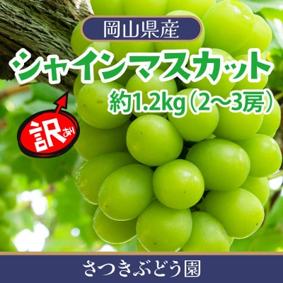 【先行受付/訳あり】岡山県産シャインマスカット約1.2kg(2～3房)