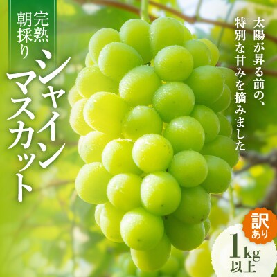 【先行受付/訳あり】岡山県産シャインマスカット約1.0kg(2～3房)