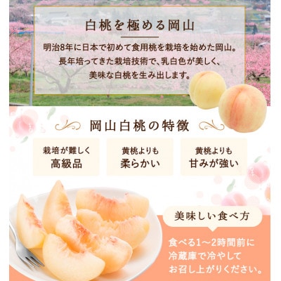 【2026年発送】岡山県産　白桃 6玉(1.5kg以上) 等級:ロイヤル 化粧箱入り
