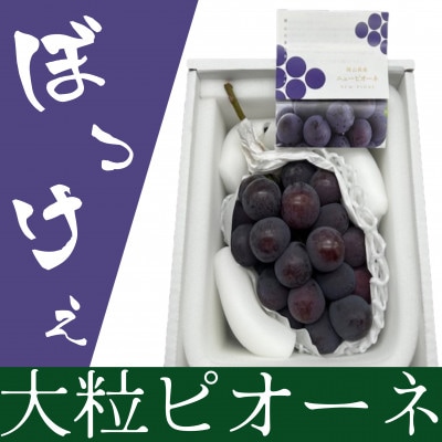 【2026年発送】岡山県産 ぼっけえ大粒ニューピオーネ1房(800g以上) 化粧箱入り