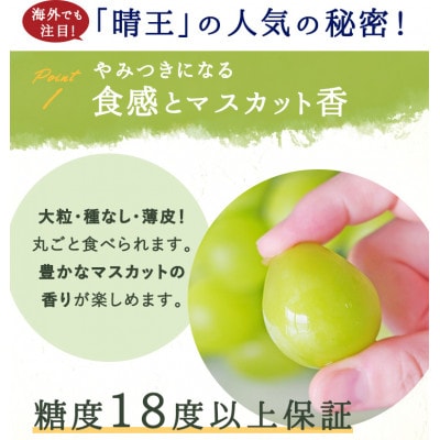 【2026年発送】岡山県産 シャインマスカット『晴王』1房(800g以上) 化粧箱入り