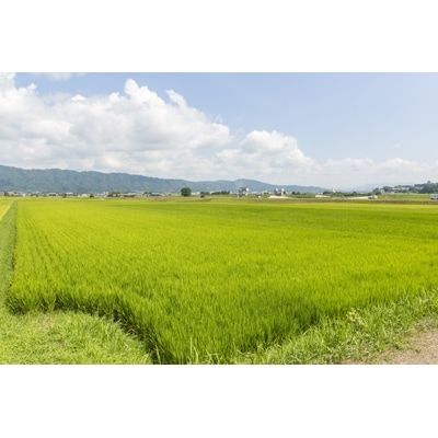 【三重県オリジナルの酒米使用】 半蔵　純米大吟醸　神の穂　1.8L