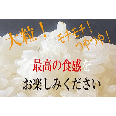 【令和7年産】伊賀コシヒカリ特別栽培米「真米(しんまい)」10kg【先行受付】